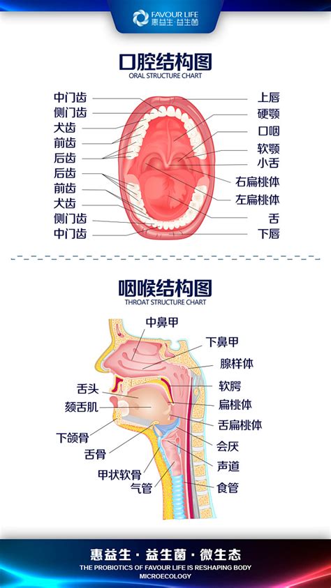 咽喉位置|咽喉结构图